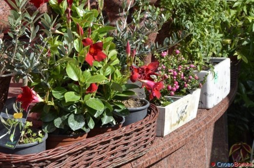 Фото осіннього додощового Луцька