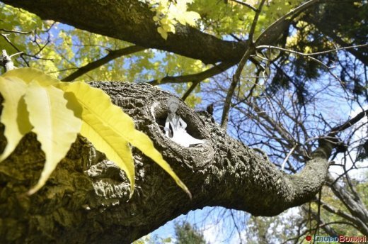 Фото осіннього додощового Луцька