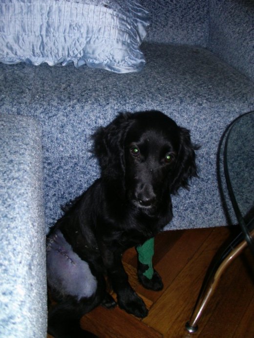 Саманта чекає на доброго господаря. ФОТО