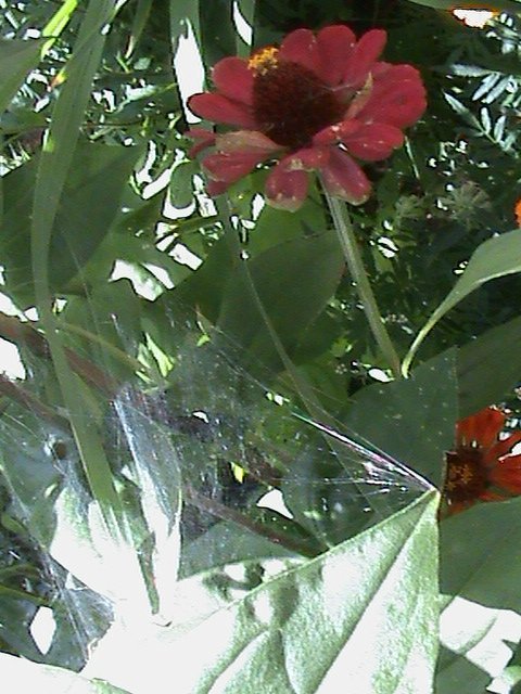 Прем’єра бабиного літа у закуточках мого саду! :)