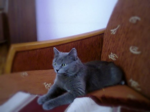 пропала кицька