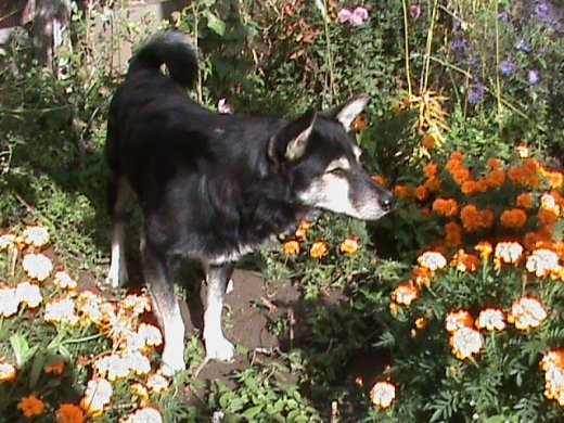 Прем’єра бабиного літа у закуточках мого саду! :)