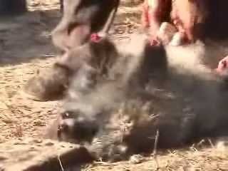 Тим, хто мріє про шубу