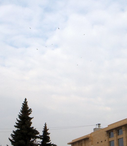 І до Луцька прилетіли лелеки.