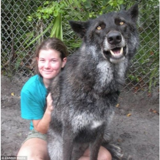 Брати наші більші