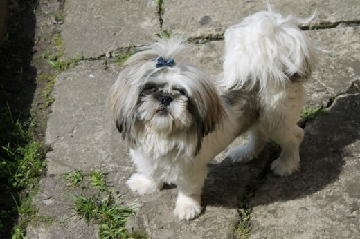 Допоможіть знайти песика!!!