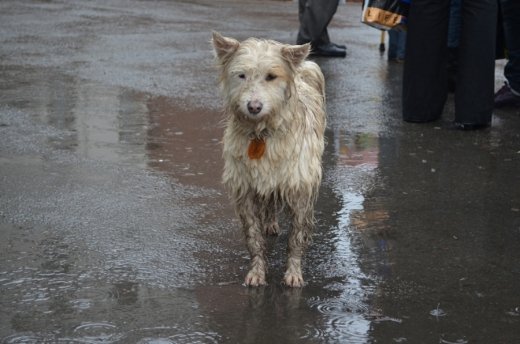 Собака шукає господаря