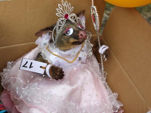 У Новій Зеландії діти провели конкурс краси серед мертвих опосумів. Є пропозиція... 