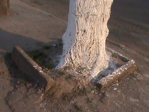 Спецоперація «облагородження міста» по-луцьки!