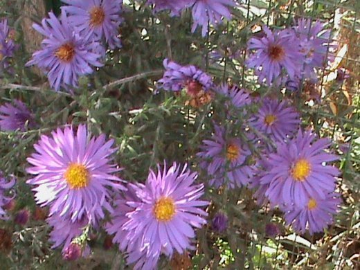 Прем’єра бабиного літа у закуточках мого саду! :)