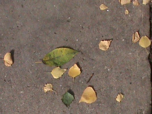 Прем’єра бабиного літа у закуточках мого саду! :)