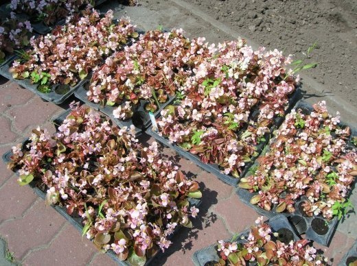 У Луцьку облаштовують квіткові алеї