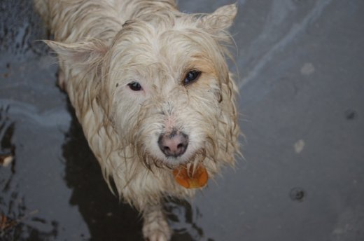 Собака шукає господаря