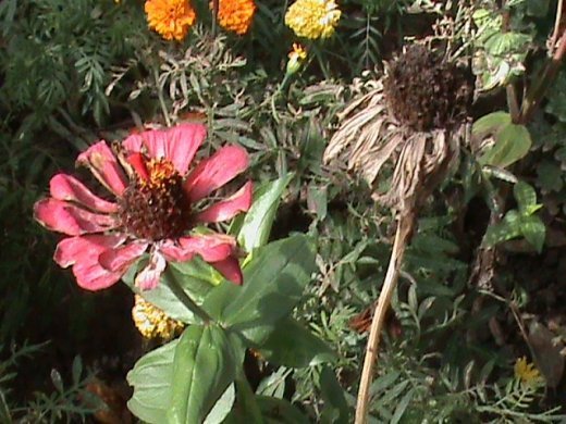 Прем’єра бабиного літа у закуточках мого саду! :)