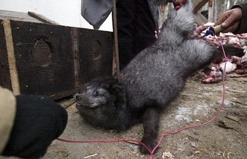 Тим, хто мріє про шубу