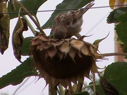 Прем’єра бабиного літа у закуточках мого саду! :)