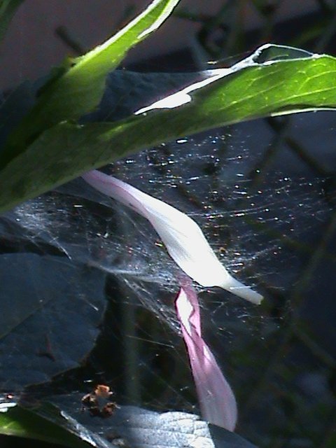 Прем’єра бабиного літа у закуточках мого саду! :)