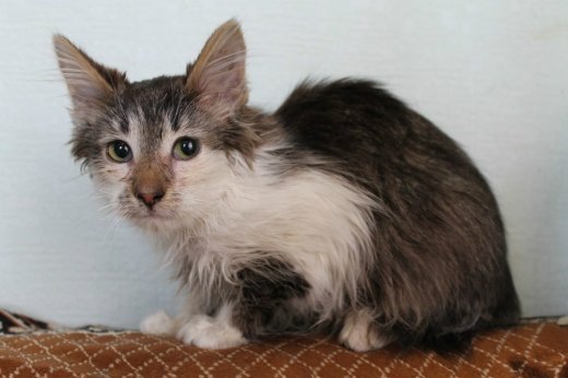 Миле кошеня. Заберіть, будь ласка!