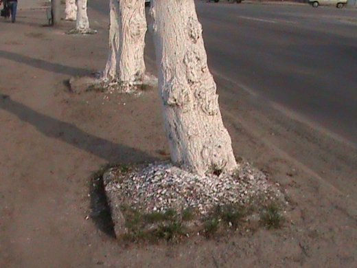 Спецоперація «облагородження міста» по-луцьки!