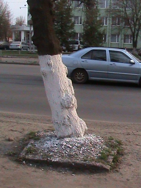 Спецоперація «облагородження міста» по-луцьки!