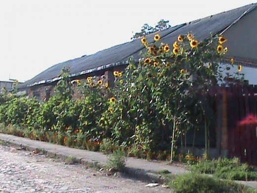 «Хрестовий похід» по «зниклим» дитсадкам міста! Маразм та самоуправство міської влади Луцька!  Частина 2.