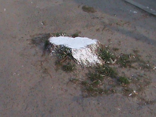 Спецоперація «облагородження міста» по-луцьки!