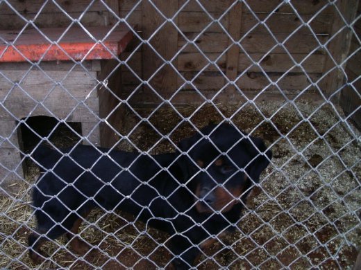 Саманта чекає на доброго господаря. ФОТО