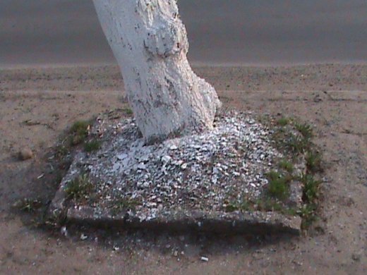 Спецоперація «облагородження міста» по-луцьки!