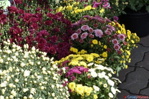 Фото осіннього додощового Луцька