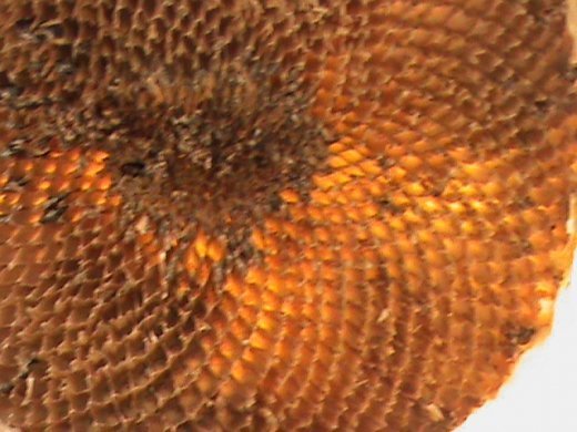 Прем’єра бабиного літа у закуточках мого саду! :)