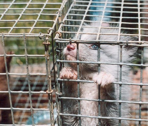 Тим, хто мріє про шубу