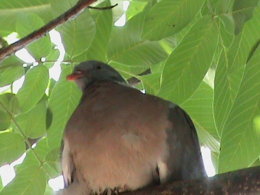 Прем’єра бабиного літа у закуточках мого саду! :)