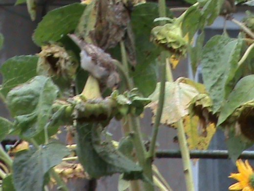 Прем’єра бабиного літа у закуточках мого саду! :)