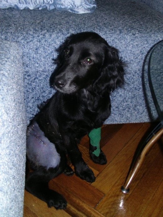 Саманта чекає на доброго господаря. ФОТО