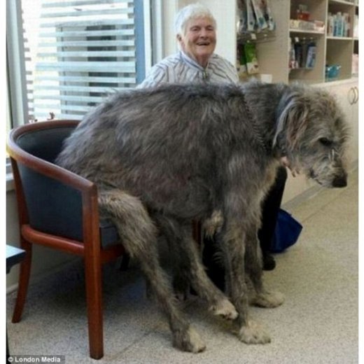 Брати наші більші