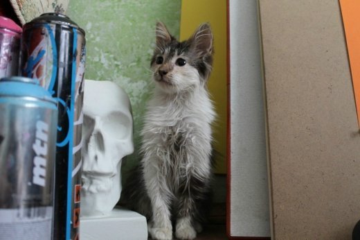 Миле кошеня. Заберіть, будь ласка!