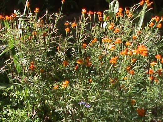 Прем’єра бабиного літа у закуточках мого саду! :)