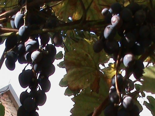 Прем’єра бабиного літа у закуточках мого саду! :)