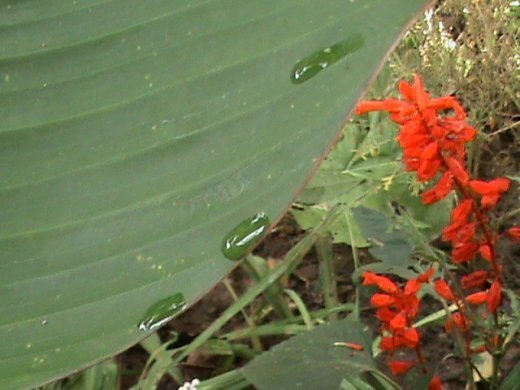 Прем’єра бабиного літа у закуточках мого саду! :)