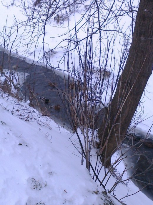 А Ви хотіли б бути лебедем?..