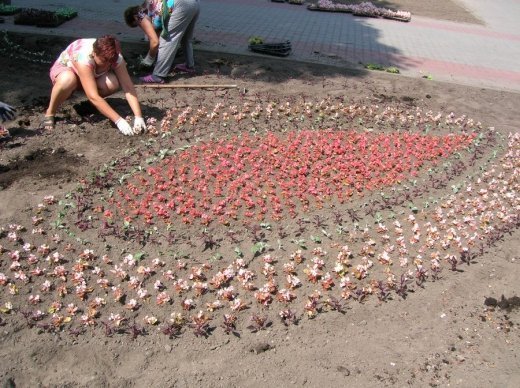 У Луцьку облаштовують квіткові алеї