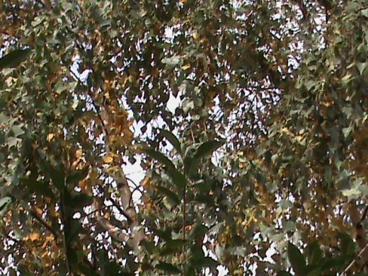 Прем’єра бабиного літа у закуточках мого саду! :)