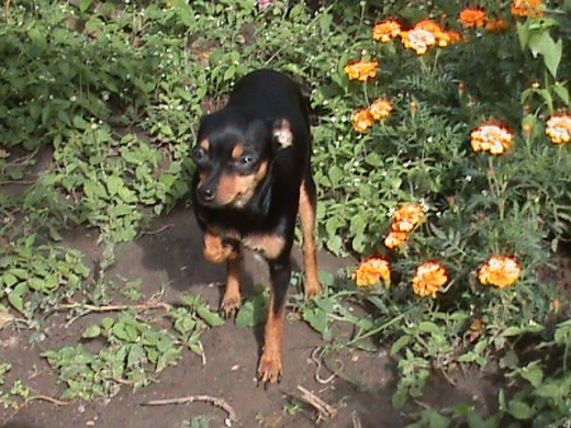 Прем’єра бабиного літа у закуточках мого саду! :)