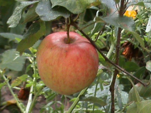 Прем’єра бабиного літа у закуточках мого саду! :)