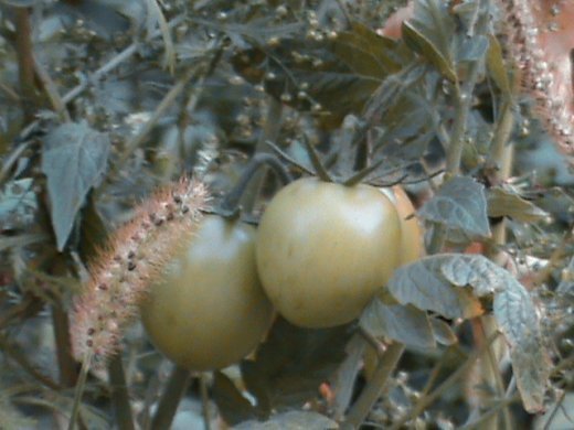 Прем’єра бабиного літа у закуточках мого саду! :)