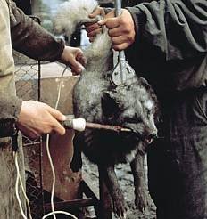 Тим, хто мріє про шубу