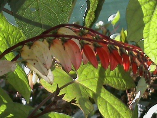 Прем’єра бабиного літа у закуточках мого саду! :)