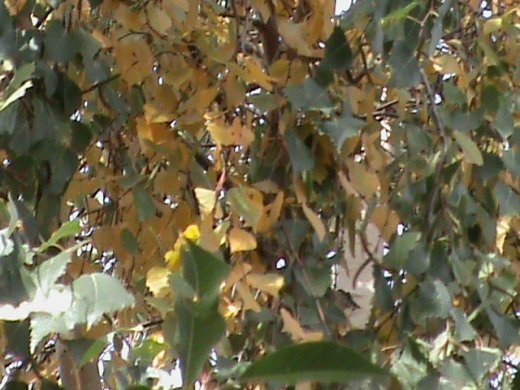 Прем’єра бабиного літа у закуточках мого саду! :)