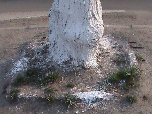 Спецоперація «облагородження міста» по-луцьки!