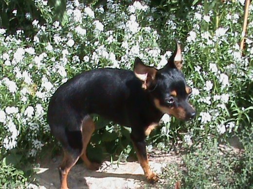 Прем’єра бабиного літа у закуточках мого саду! :)